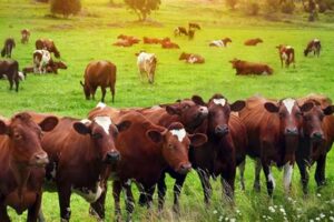 dairy farming business plan guide